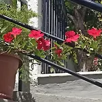 Charming garden apartment